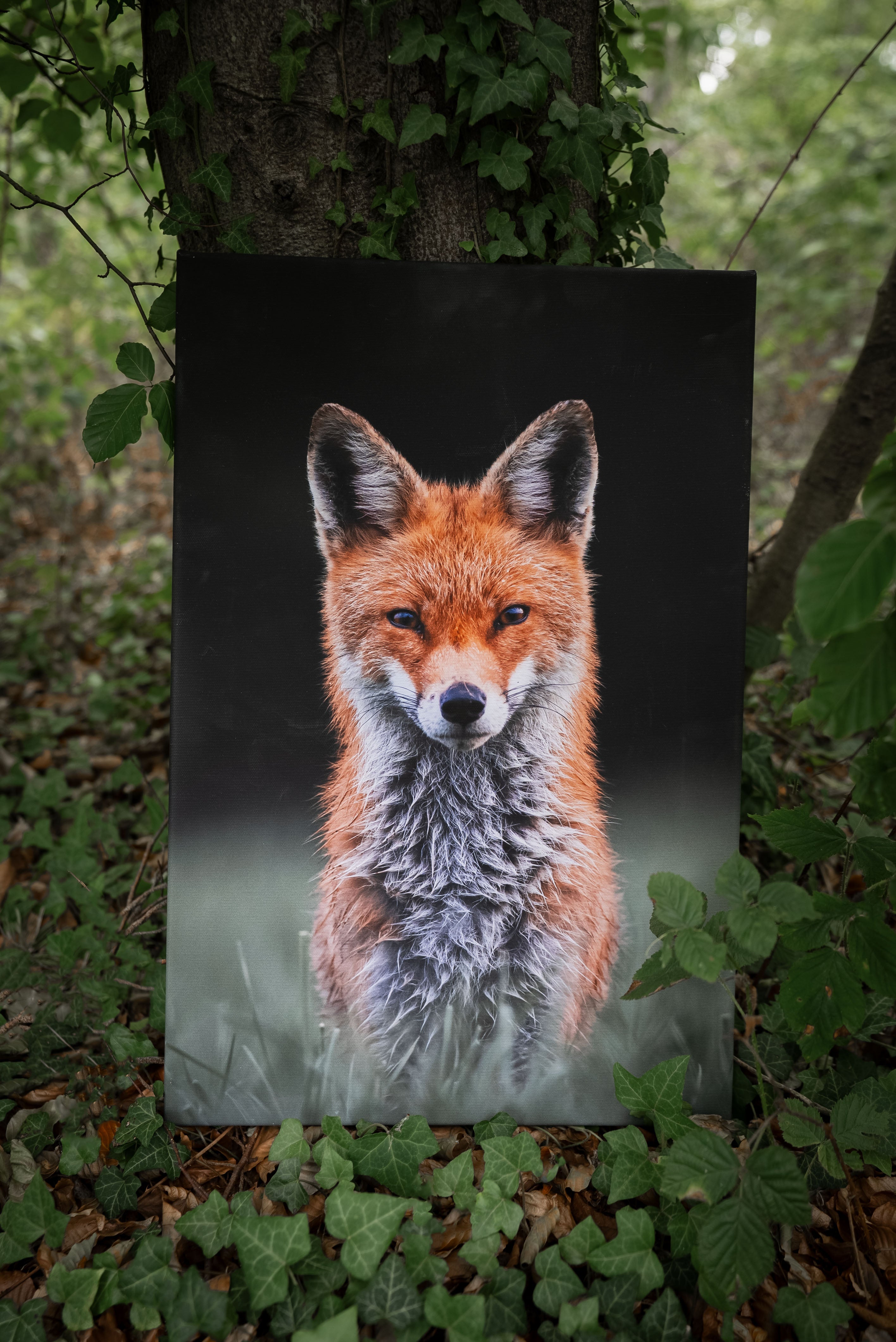 Naturfotos Leinwand / Acrylglas